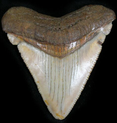 Chubutensis Tooth From NC - Megalodon Ancestor #25363